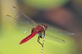 Urothemis aliena male (1 of 4)